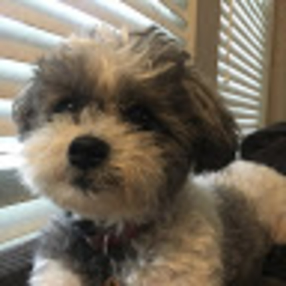 Meet your Posher, Dog